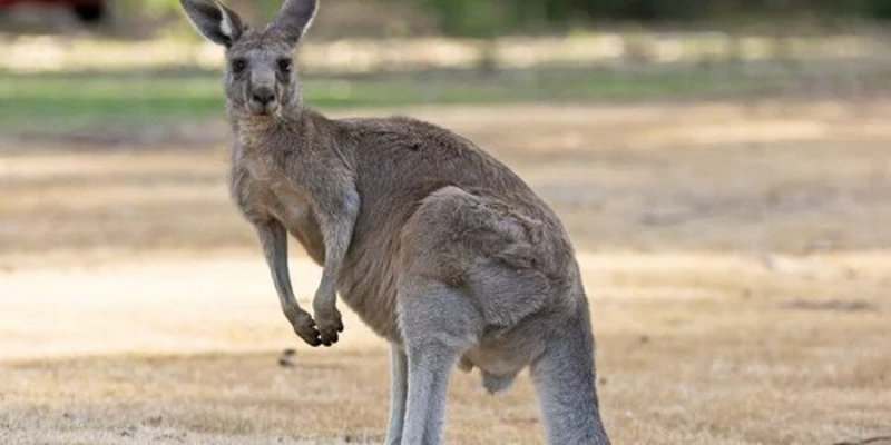 Фантастична турбота. В Австралії пропонують відстрілювати кенгуру, щоб вони не померли з голоду