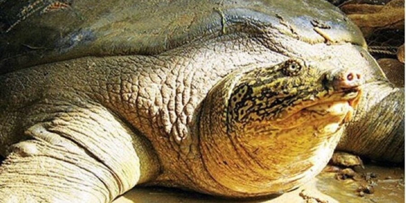 Велика трагедія. У В'єтнамі померла остання самка гігантської м’якотілої черепахи